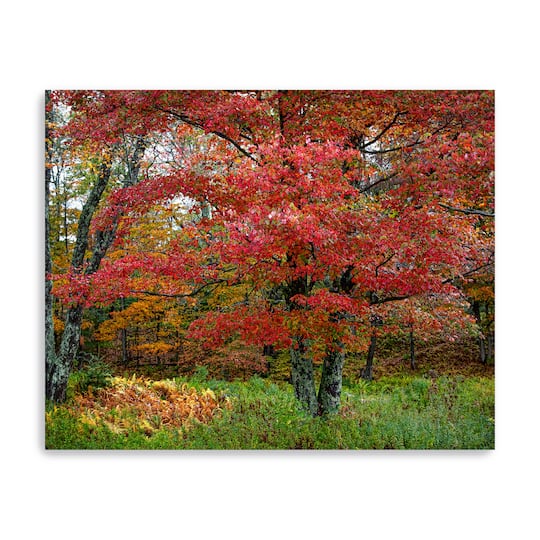 Lumaprints Catskill Maple Canvas Wall Art